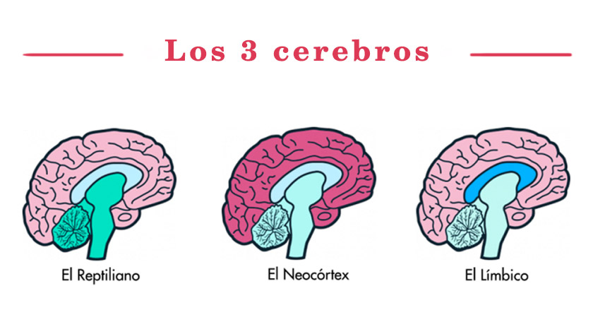 los-tres-cerebros-1